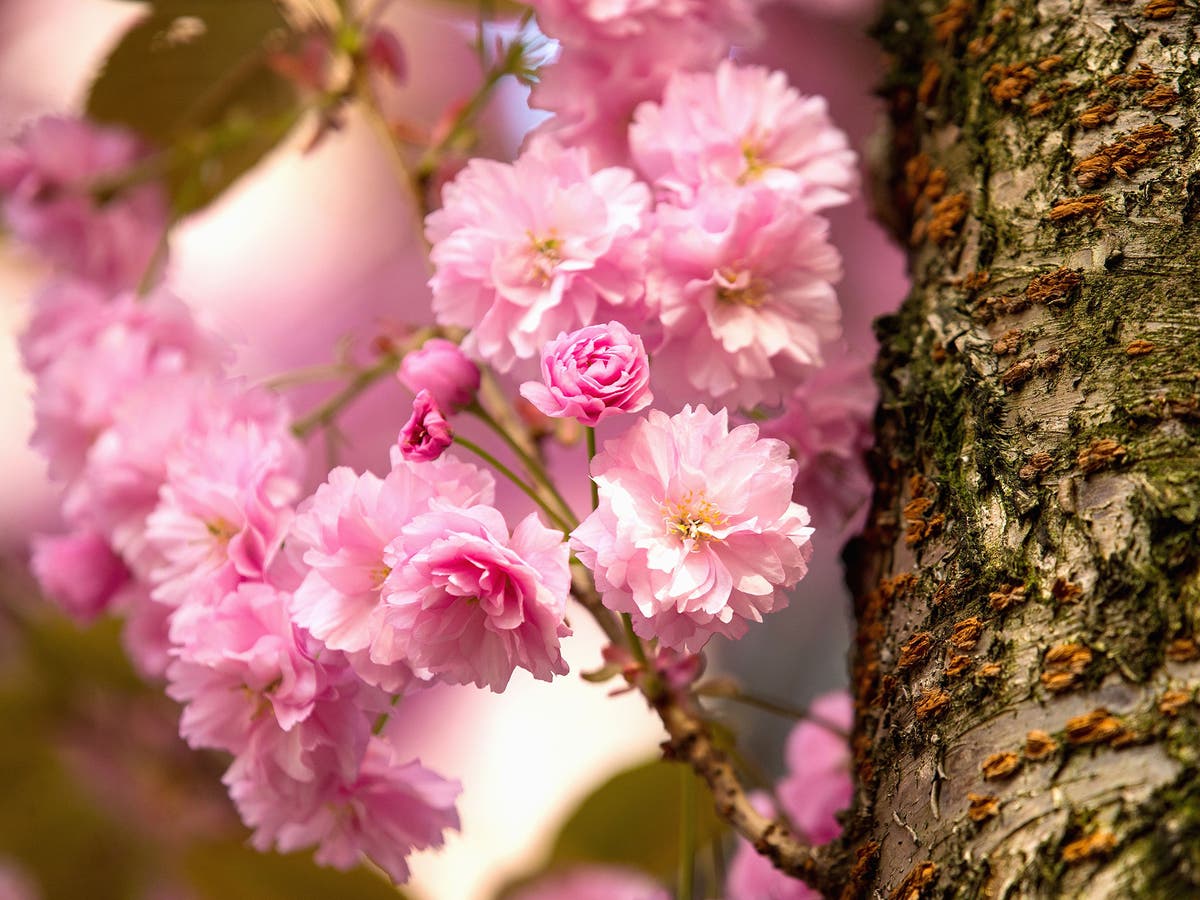 The tree that can bear 40 different types of fruit is entering harvest ...