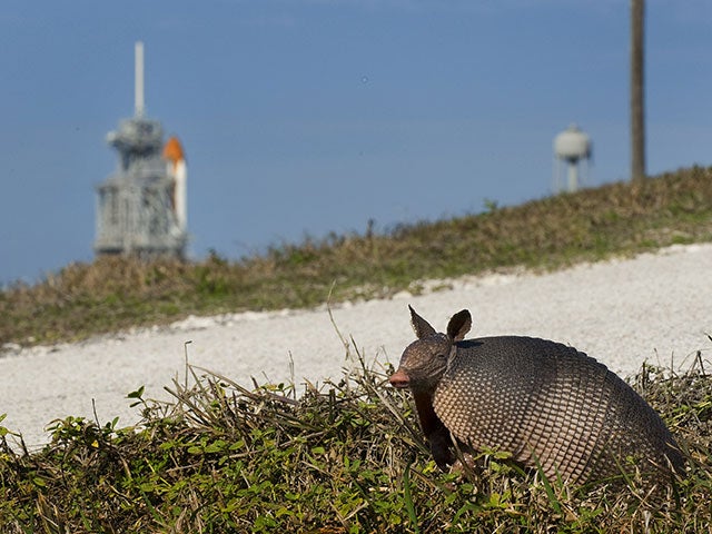 Armadillos are behind the leprosy cases in Florida