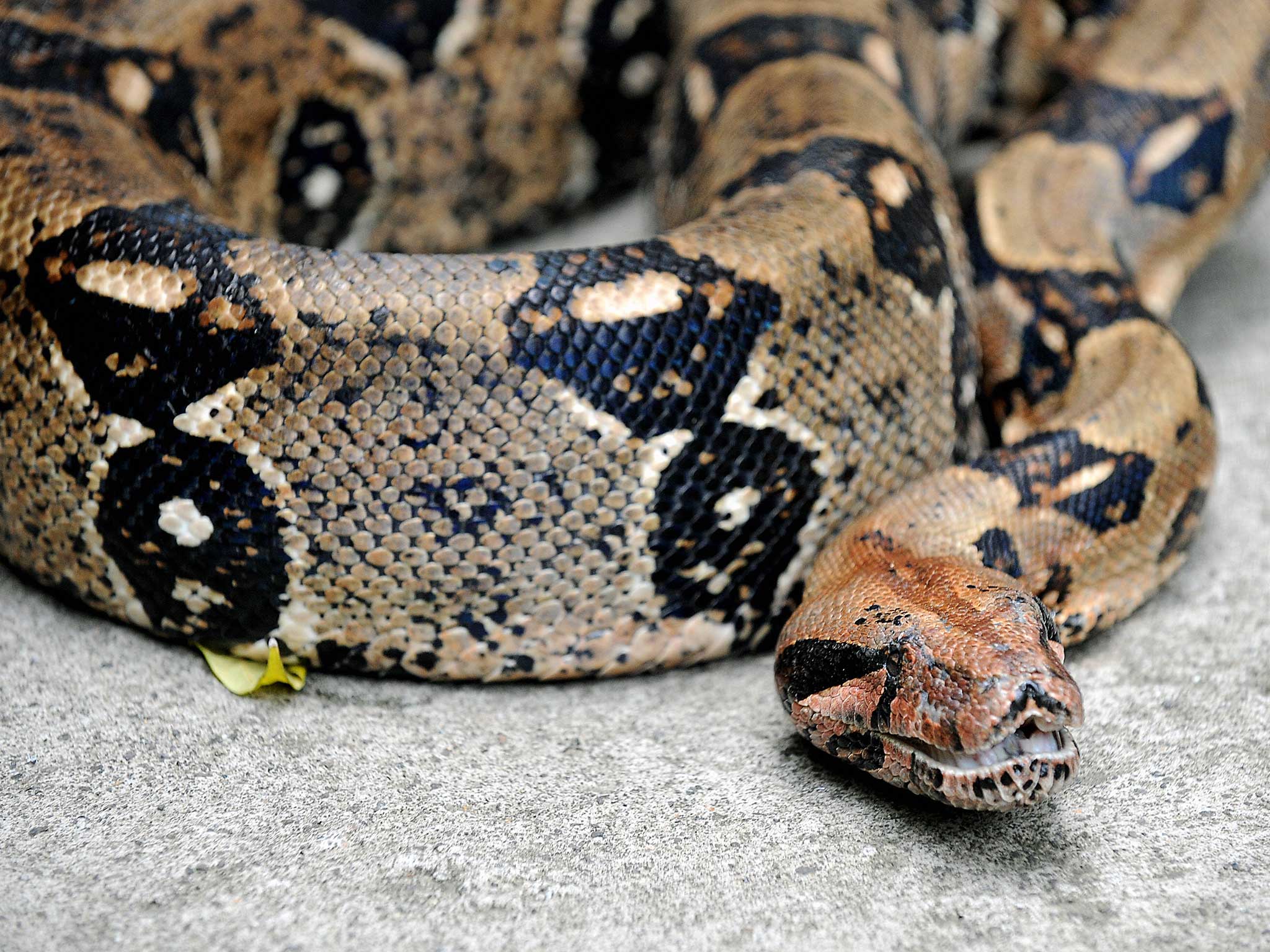 A boa constrictor