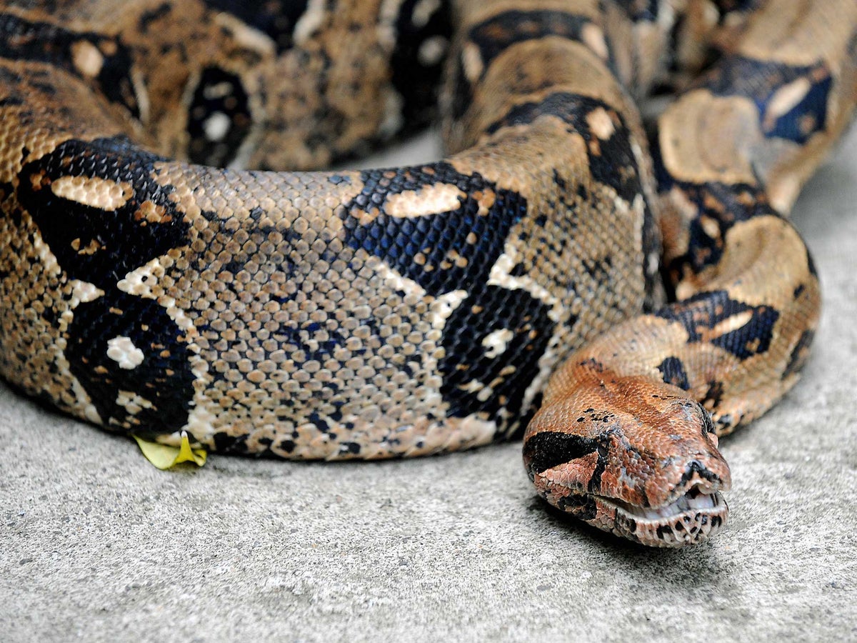 How boas save themselves from suffocation when constricting and