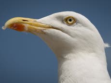 Woman charged after 'taking seagull for walk on lead'