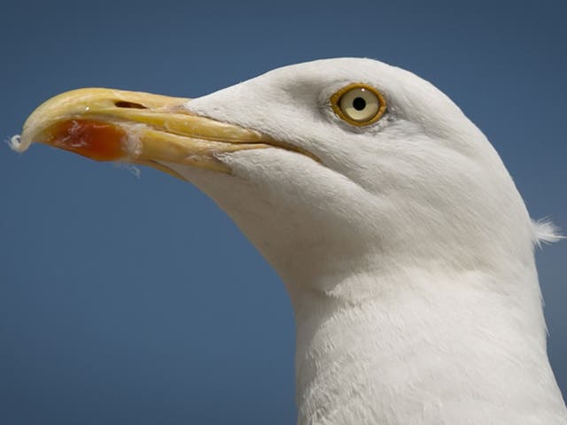 A woman was spotted walking a seagull on a lead 