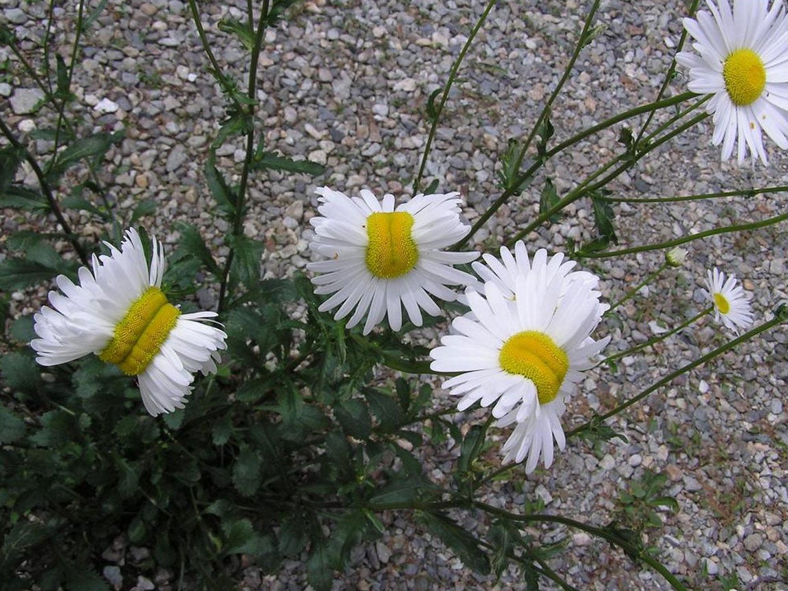 The flowers were photographed in Nasushiobara, near Fukushima in Japan