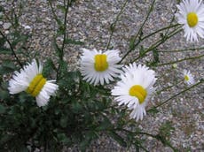 Mutant daisies found near Fukushima