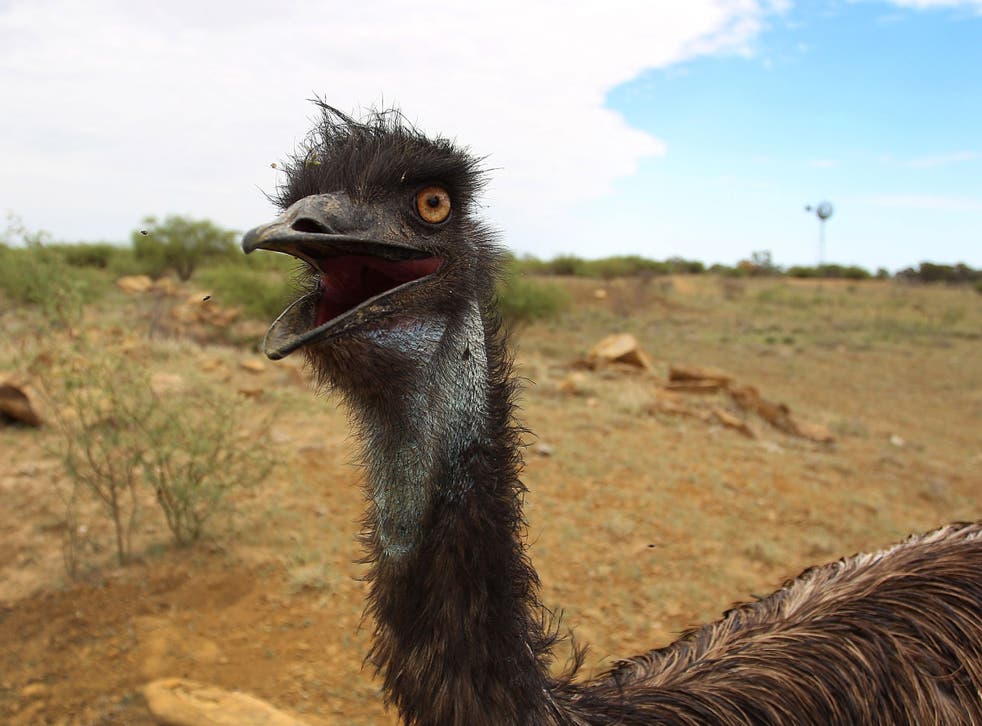 Emu encounter: US tourist cornered by amorous Australian bird