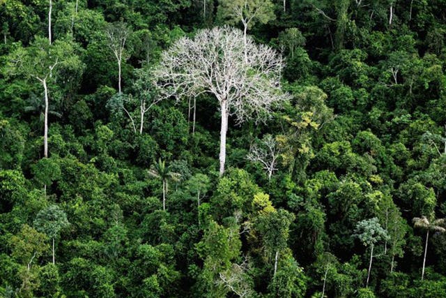 The annual rate of Amazonian deforestation rose by nearly a third last year