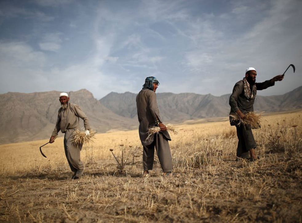 Afghan men harvest wheat on the outskirts of Kabul, Afghanistan July 23, 2015.