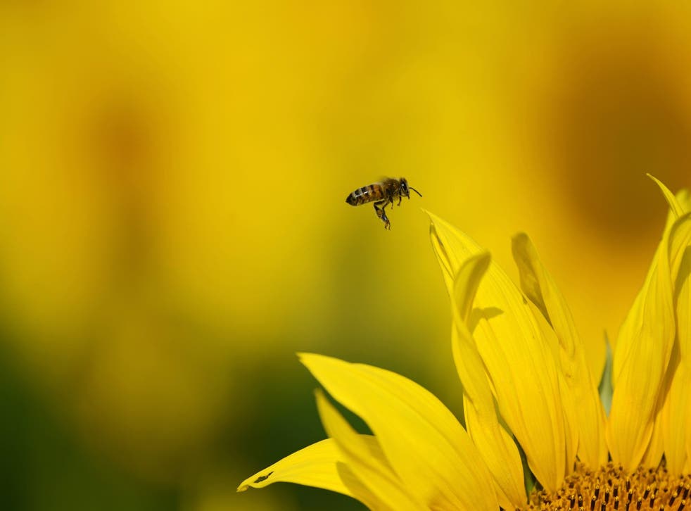 A bee flies through the summer air in a field of sunflowers in Gueterfelde, Germany