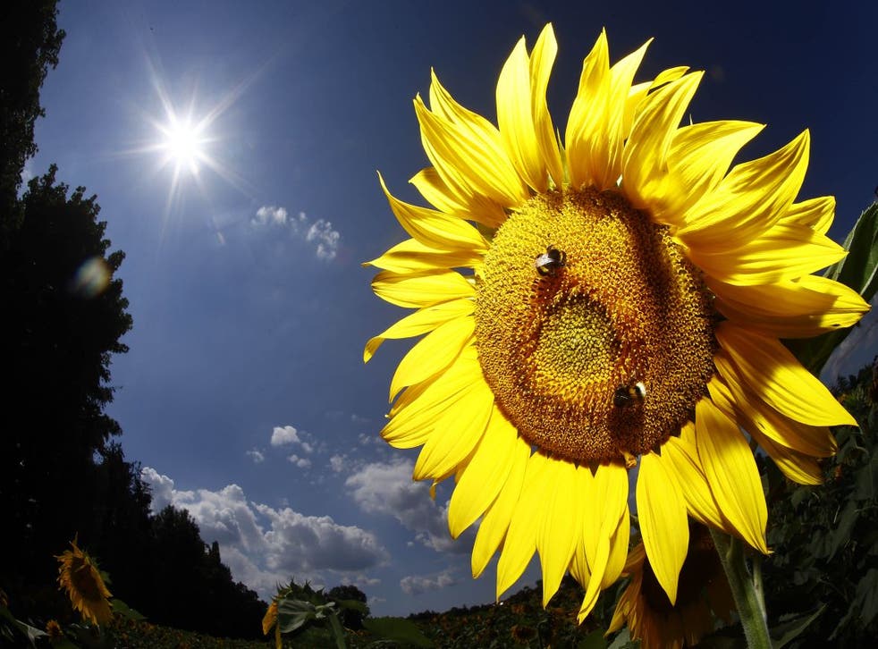 Bees land on a sunflower in Munich, Germany