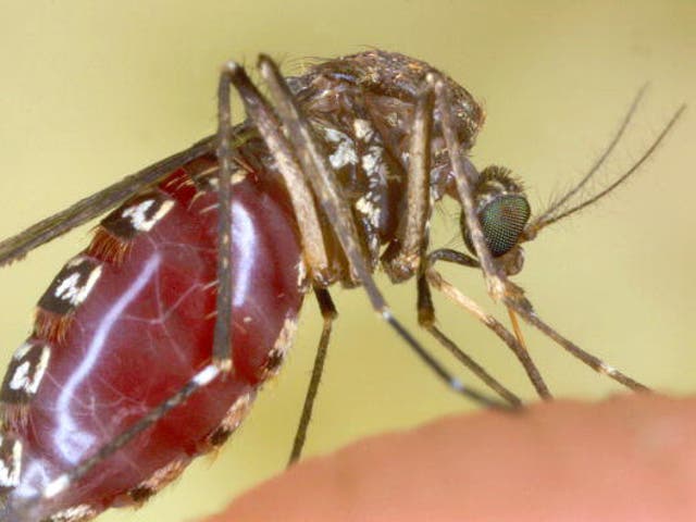 A female mosquito sucks blood from a photographer's hand