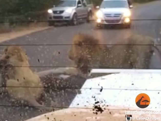 The two lions chased the kudu onto the road before devouring its prey