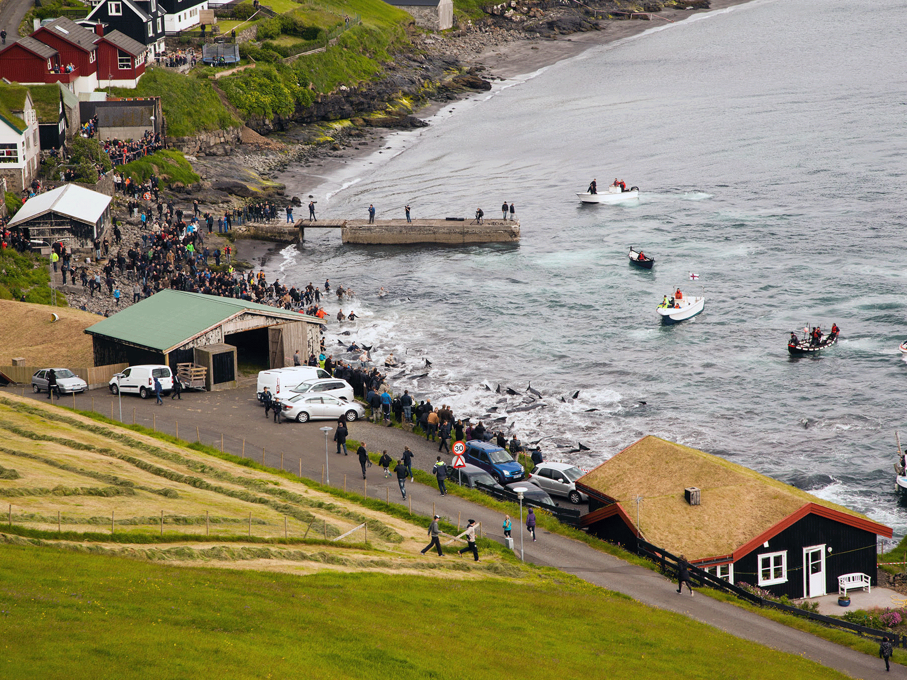 The wales were chased towards a Faroe Islands beach