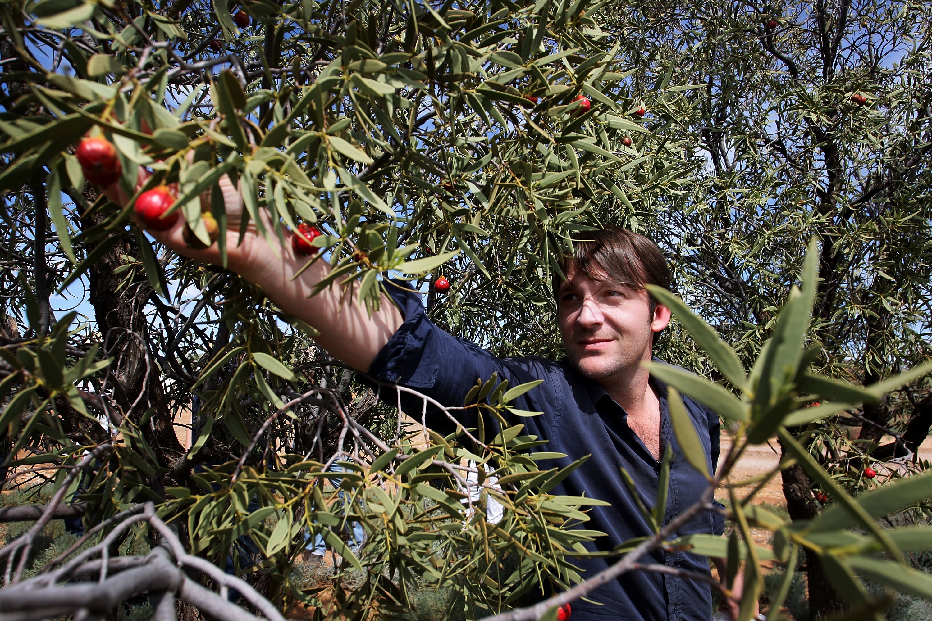 Rene Redzepi, of Danish restaurant Noma picks quandongs during a visit to Nepabunna land in the South Australian Outback