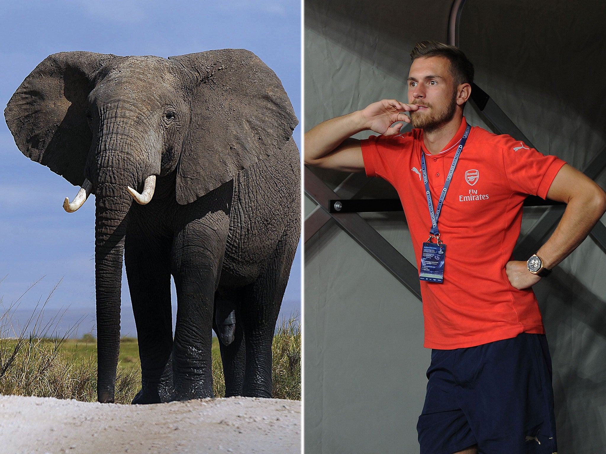Aaron Ramsey wants to help ave endangered animals in Africa