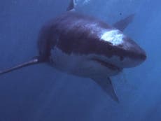 Australians 'ready to kill' school of great white sharks 
