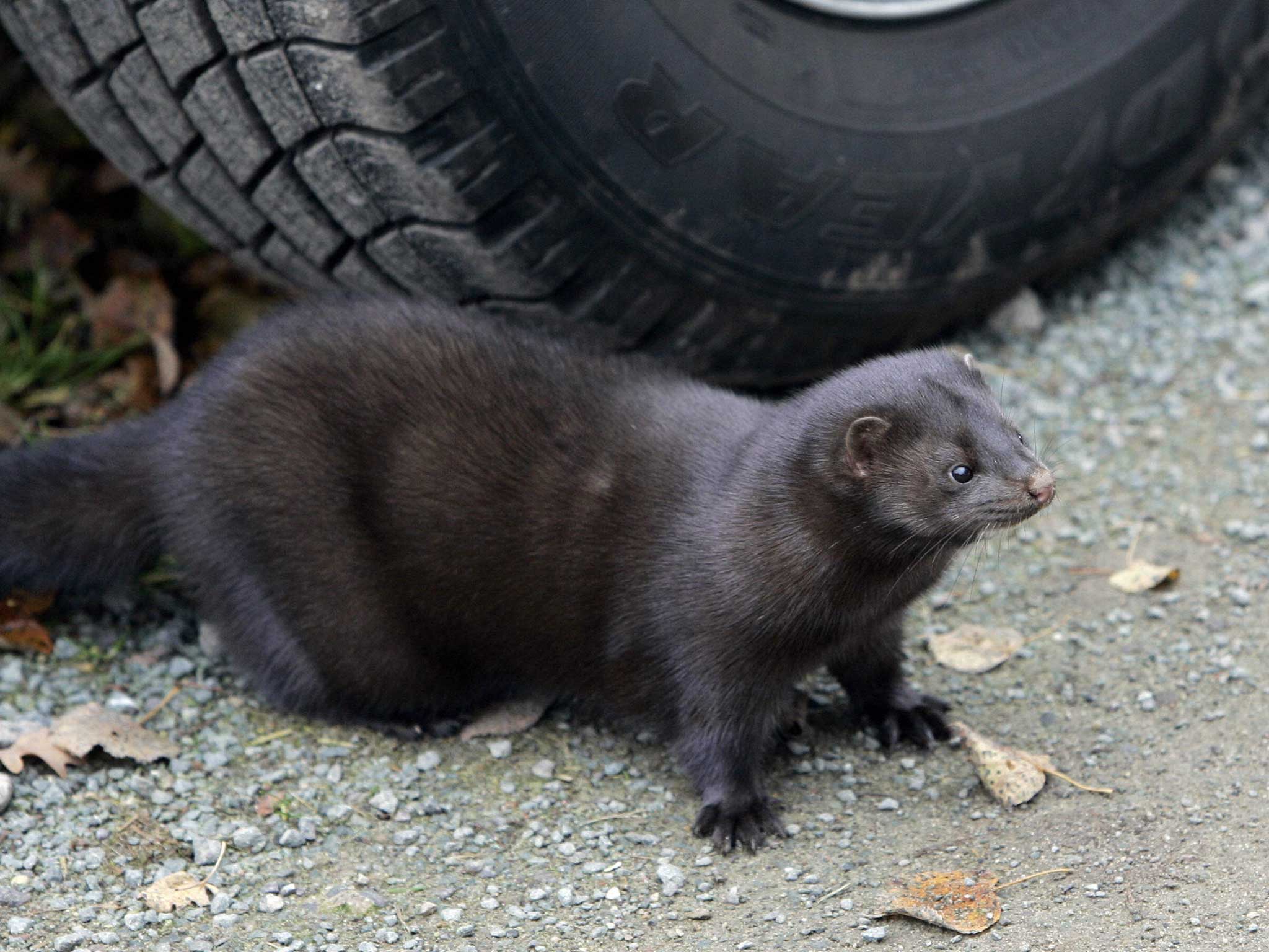 Almost 6,000 of the minks were freed across the US