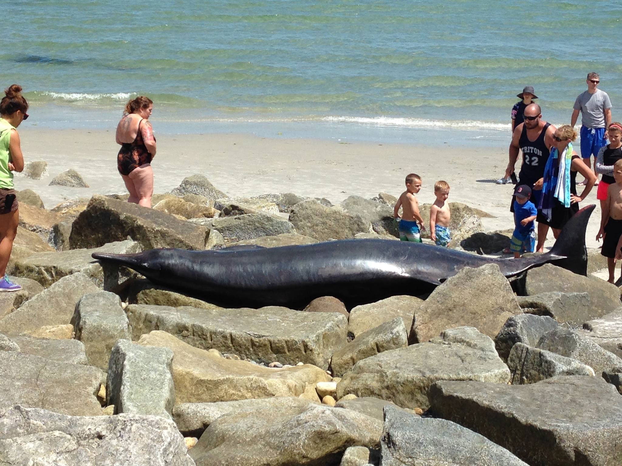 Bathers crowded around the 17ft carcass, which was said to be in a good condition