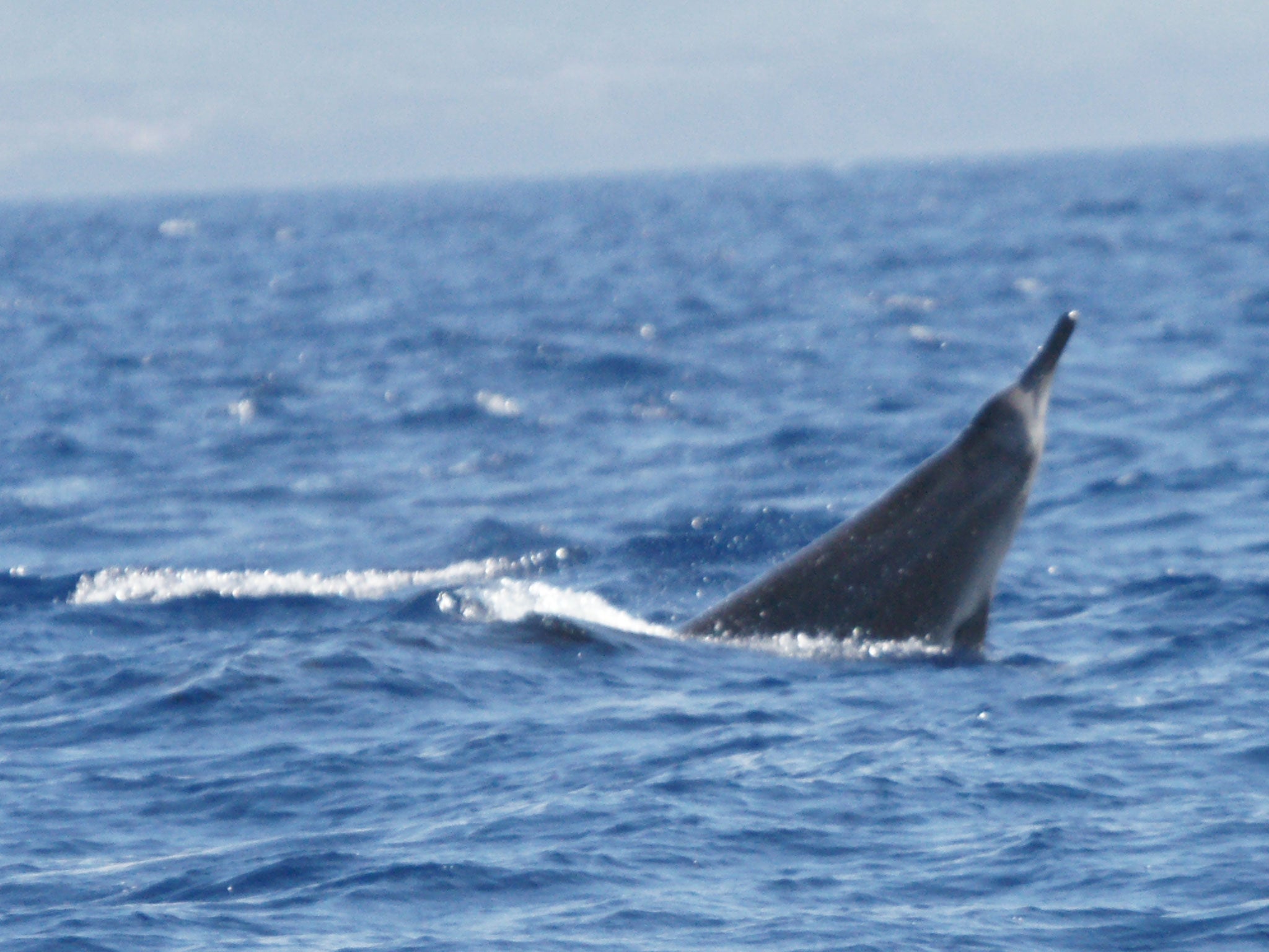 Sowerby's beaked whales usually swim in depths of up to 5,000ft and dive for up to 30 minutes