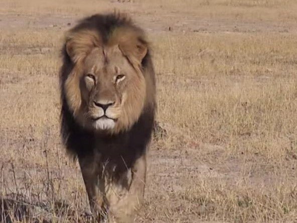 Cecil was probably Zimbabwe's most famous lion and the star attraction of Hwange  national park