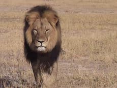 Donald Trump administration lifts ban on importing lion hunt trophies