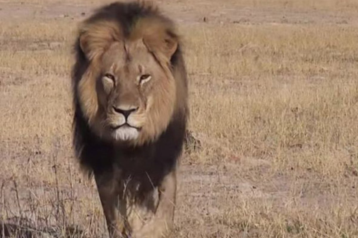 Anger after trophy hunter kills lion that was part of a research project