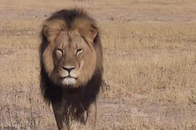 Cecil was probably Zimbabwe's most famous lion and the star attraction of Hawange national park