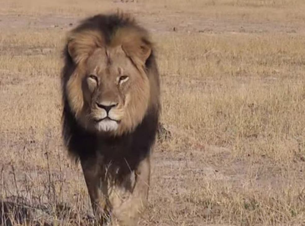 Cecil was probably Zimbabwe's most famous lion and the star attraction of Hwange  national park