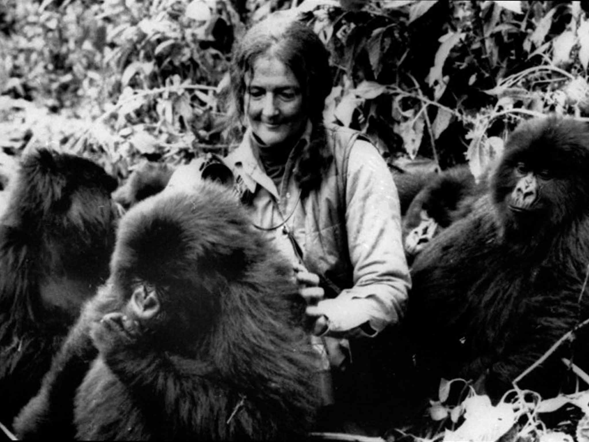 Dian Fossey with the gorillas