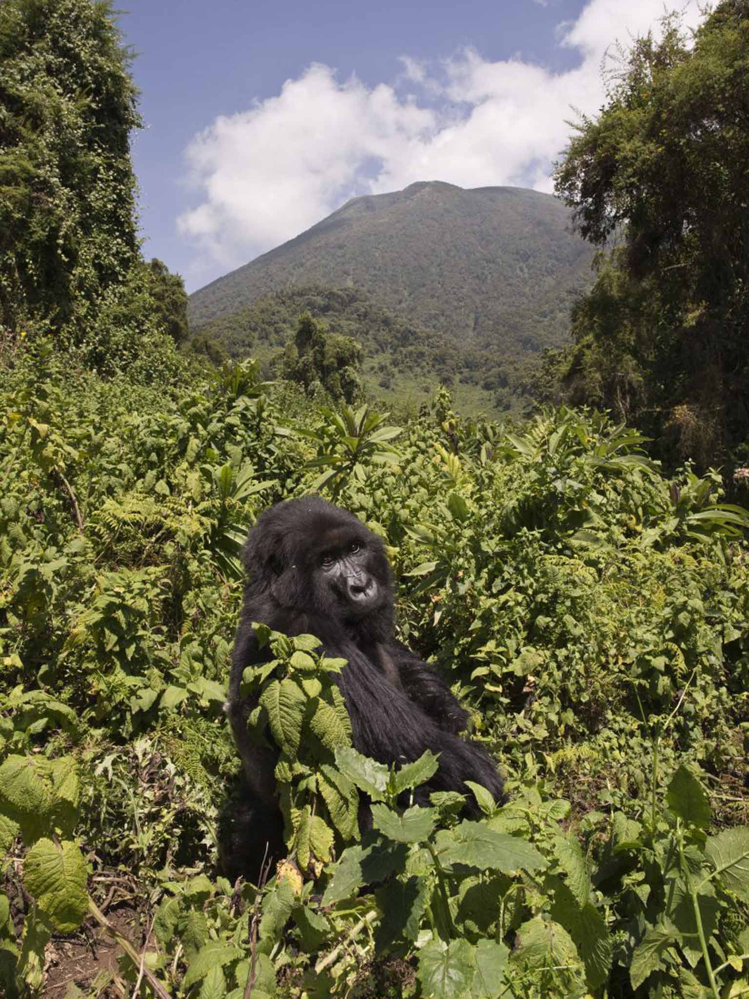 The mountain gorilla, a critically endangered primate that shares 98 per cent of its DNA with us