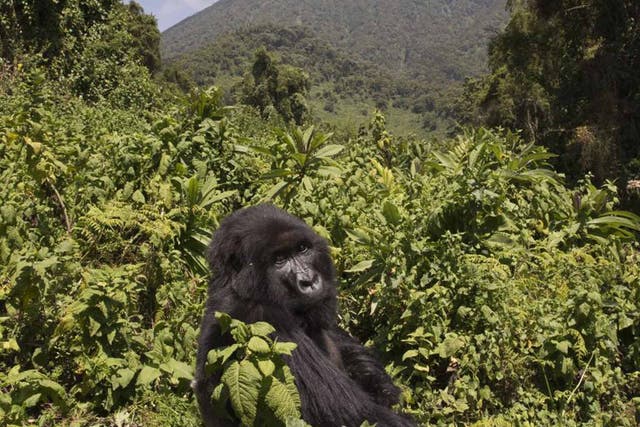 The mountain gorilla, a critically endangered primate that shares 98 per cent of its DNA with us