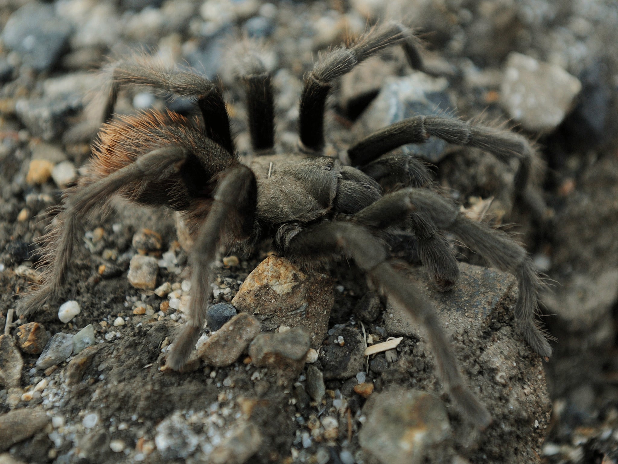 There are over 40,000 species of spider