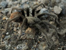 Expedition discovers 13 new species of spider on a remote Australian 