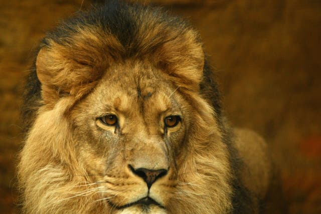 The hunting of lions remains legal in Zimbabwe