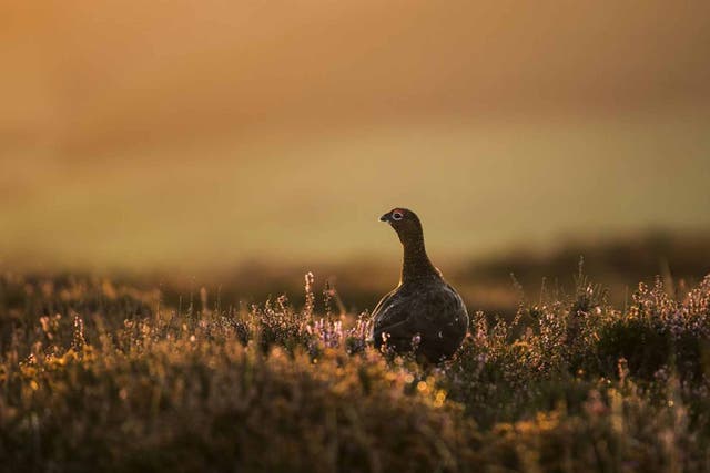An easy target: the wild red grouse - which lives in the heather-clad hills of the British uplands - is managed not for conservation but for the unsavoury pleasure of City types