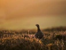 Should driven grouse-shooting be banned?