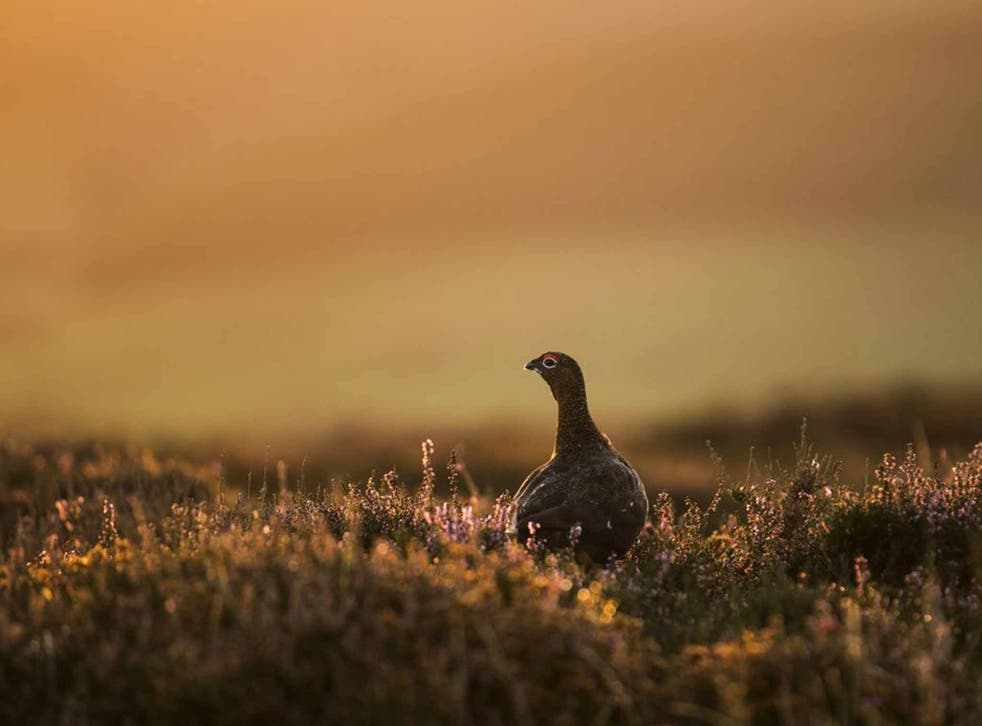 An easy target: the wild red grouse - which lives in the heather-clad hills of the British uplands - is managed not for conservation but for the unsavoury pleasure of City types
