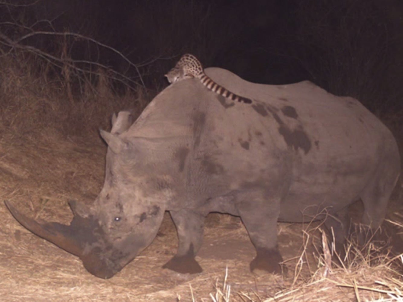 Genet rides on the back of a rhino in South Africa