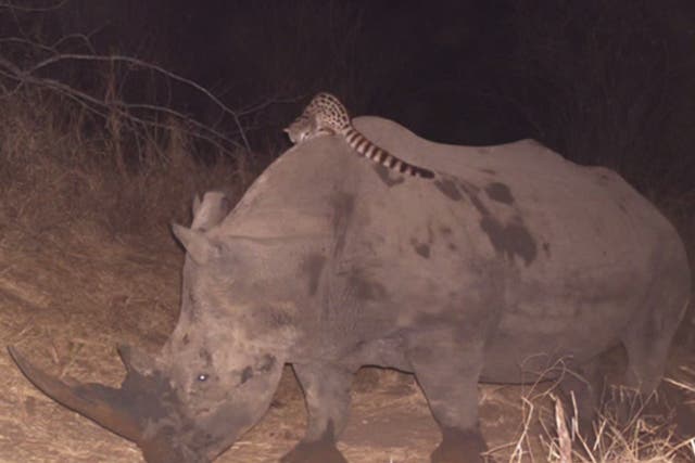 Genet rides on the back of a rhino in South Africa
