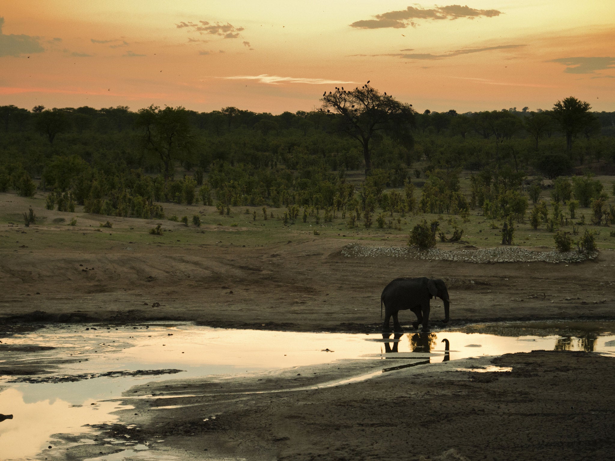 Cecil lived in Hwange National Park, where he was well-known and loved by locals and visitors