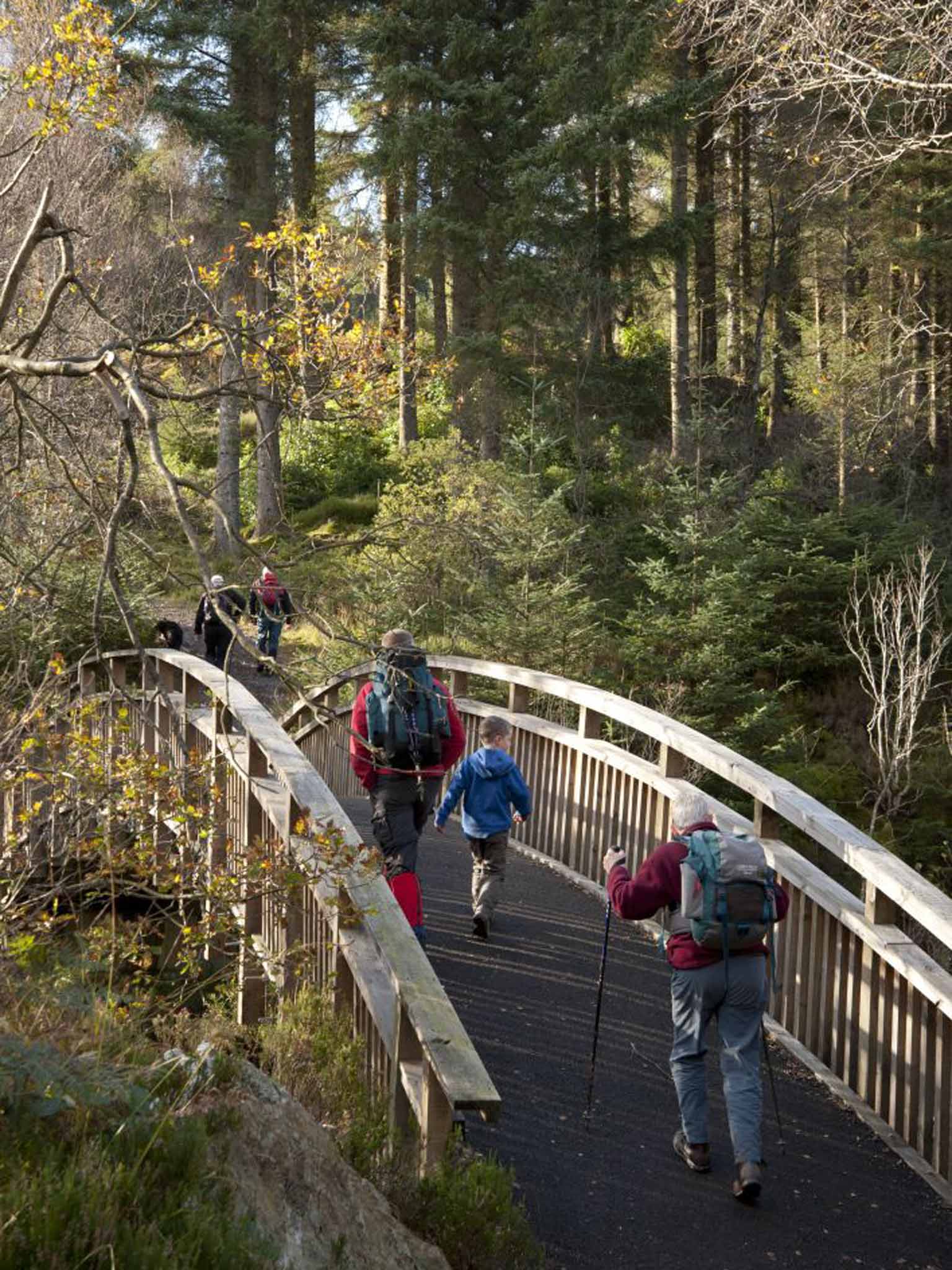 Hiking the forest trails (Forestry Commission/Isobel Cameron)