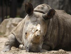 Four northern white rhinos left in the world after female Nabire dies