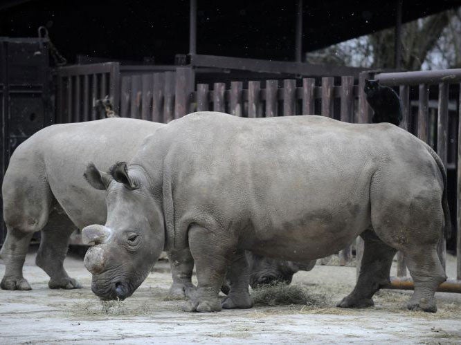 Fatu, left, and Nabire at the Dvůr Králové Zoo, in the Czech Republic