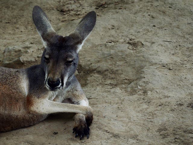 Photogrpaher, Evan Switzer, said that after the marsupial died, the male seemed to stand guard over her body