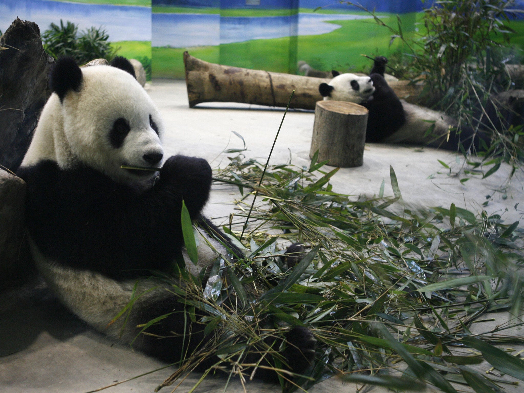 FILE: Tuan Tuan and Yuan Yuan eat bamboo leaves inside their new enclosure at the Taipei Zoo on January 26, 2009
