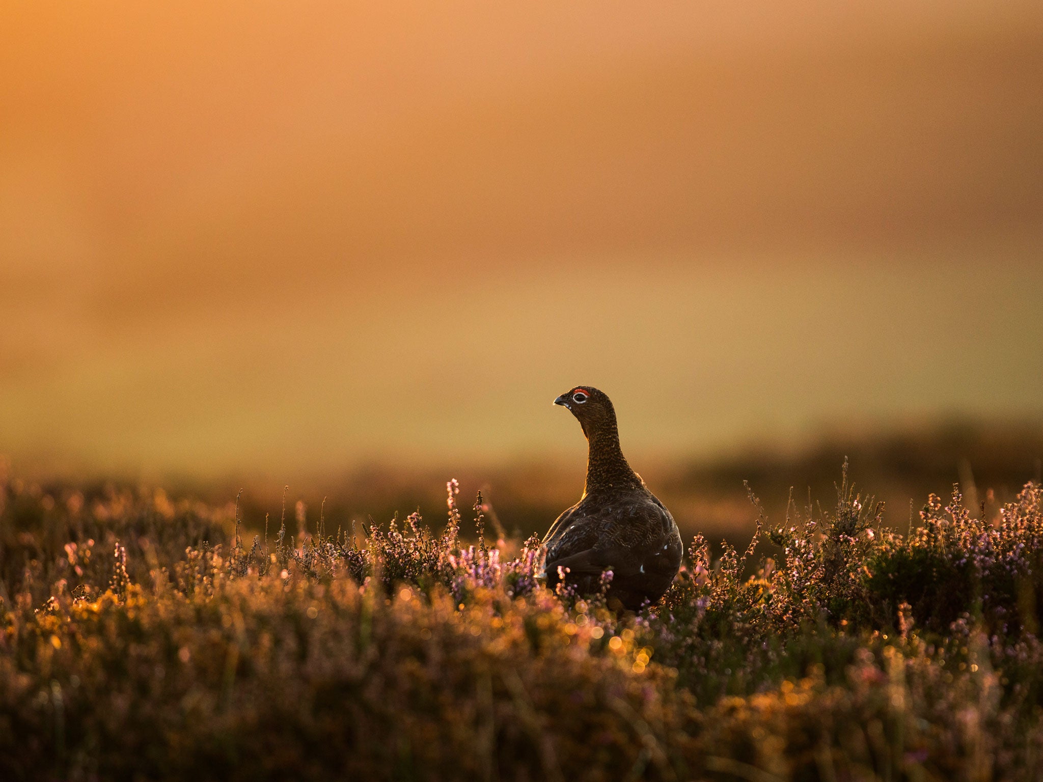 Ritualised slaughter: A red grouse