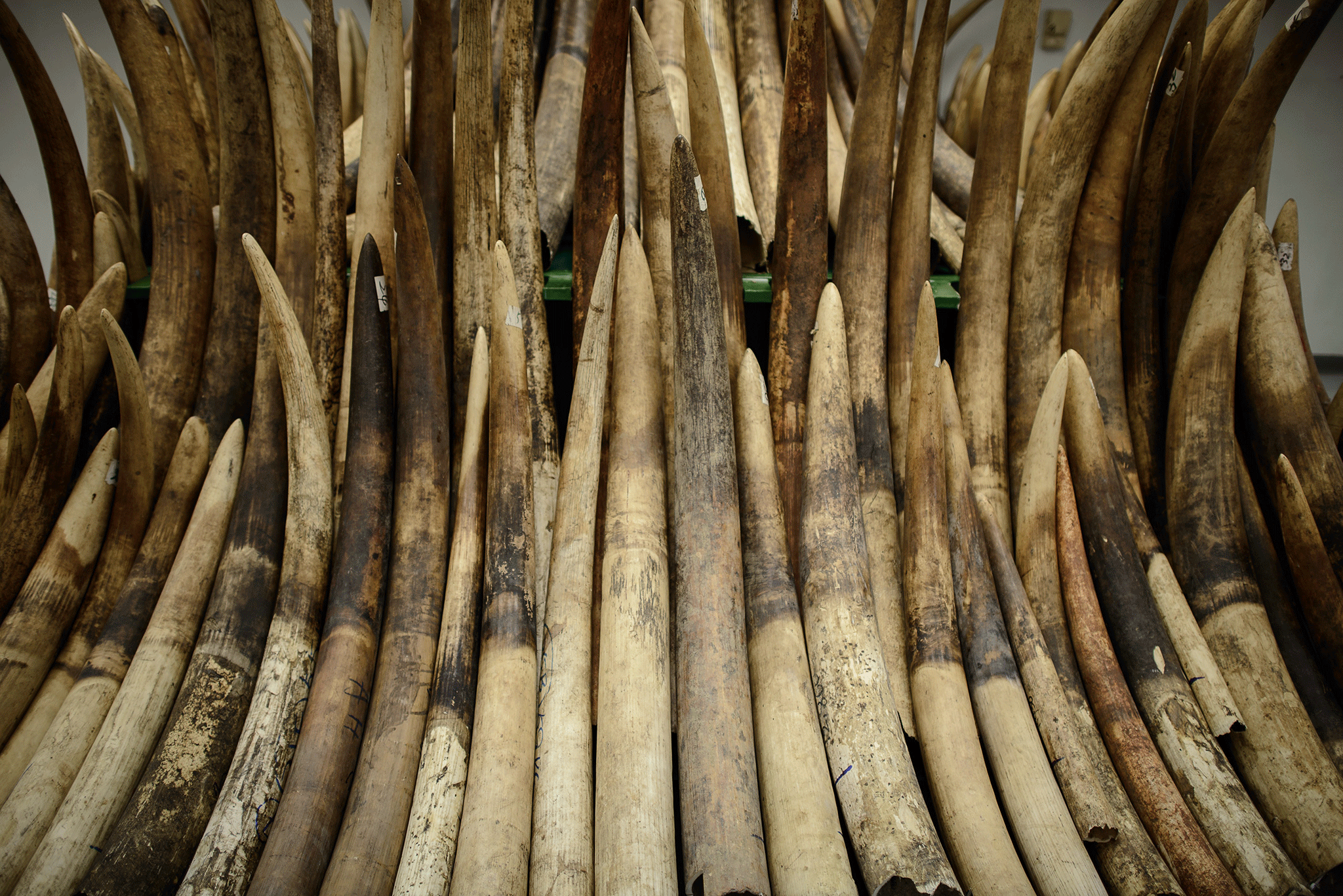 Ivory is now worth over a thousand pounds per kilo
