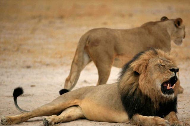 Cecil the Lion, before he was killed by American hunter Walter Palmer (EPA)