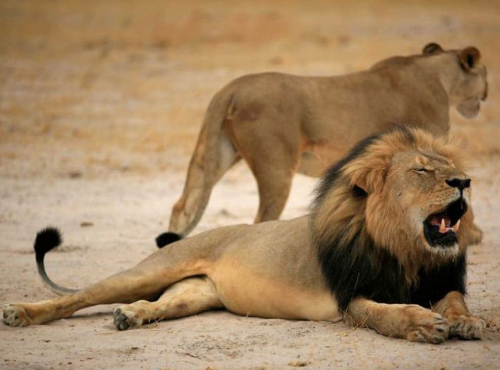 Cecil the Lion, before he was killed by American hunter Walter Palmer (EPA)
