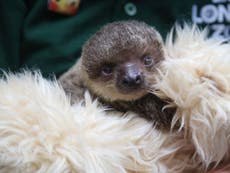 London Zoo is raising a sloth with a teddy bear as a surrogate mother