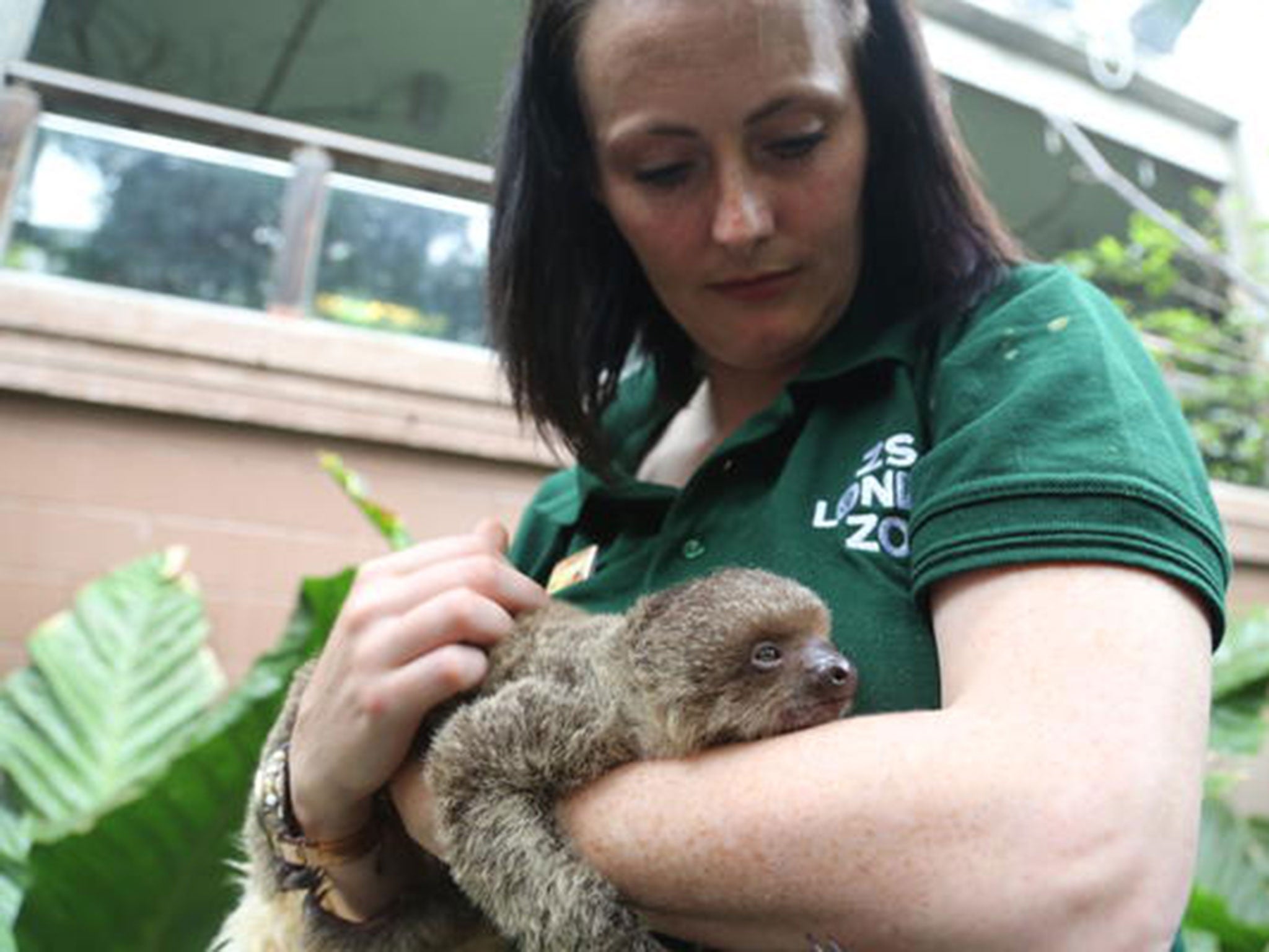 Zookeeper Kelly-Anne Kelleher cradles Edward